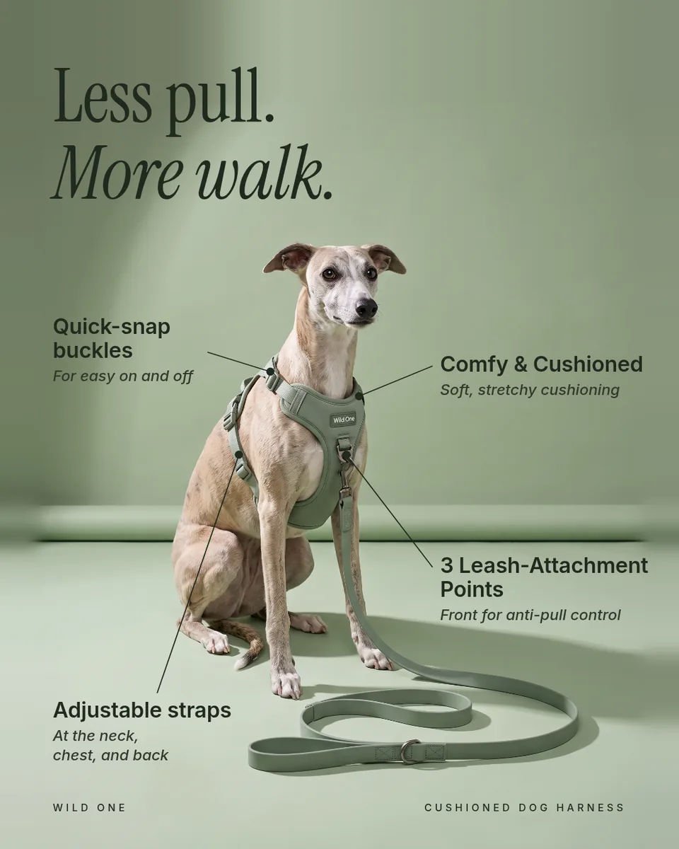 Static ad design featuring Wild One Cushioned Dog Harness feature callouts on a whippet in a sage studio