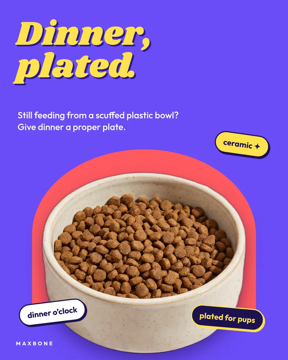 Static ad design featuring Maxbone ceramic dog bowl with stickers